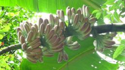 Wild species, Musa itinerans