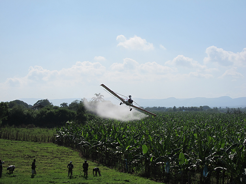 The presence of seemingly untroubled bystanders makes this photo of aerial spraying stand out. Shooting into the light was risky but in this case it contributes to the message the photographer wants to send by making the fungicide-laden mist more visible. The shades of green and blue also work well together. The photo was taken in the Dominican Republic by Luc de Lapeyre de Bellaire, a scientist at CIRAD.