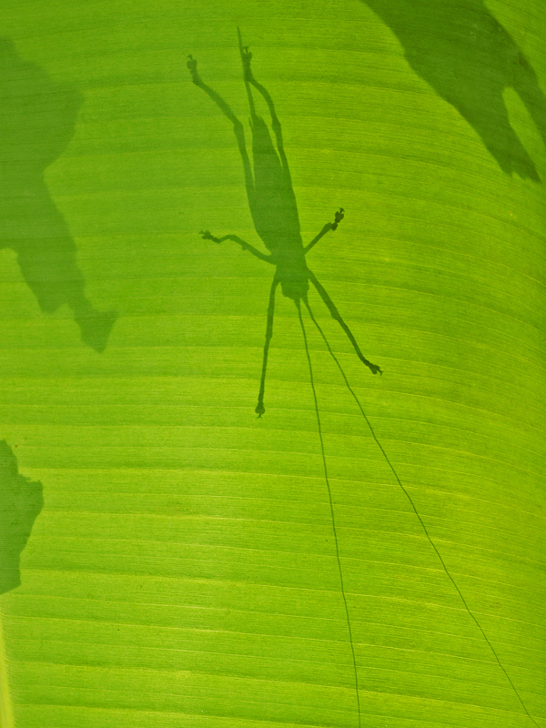 The silhouette of a bush-cricket on a banana leaf also captures a nicely observed moment. The jury also liked the dark spots where the feet touch the leaf. The insect is 'Segestes decoratus' one of at least four species of 'Sexava pest' which cause severe defoliation on oil palms and banana in Papua New Guinea. The photographer is Richard Markham, Research Program Manager for Pacific Crops at ACIAR.