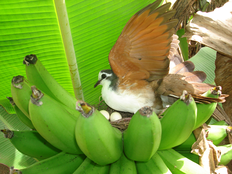 To some people, this is just another shot of a bird on a nest, but the jury liked the banana bunch extending a protective hand and the glimpse at the eggs. Guy Blomme, a scientist at Bioversity International, came across the nest and its occupants while visiting a field trial in Kifu, Uganda.