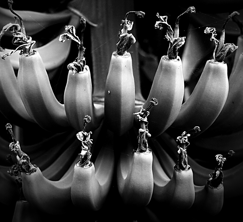 Symmetry is the winning entry in the Close up category. The black and white treatment and lighting bring a dramatic quality to a fruit better known for its bright colours. The sculptural floral relicts at the tip of each fruit also add an artistic touch to the carefully composed photo. The Cavendish banana was shot by a Finnish biologist and freelance photographer, Hannele Luhtasela-El Showk, in the greenhouse of her in-laws in Morocco.