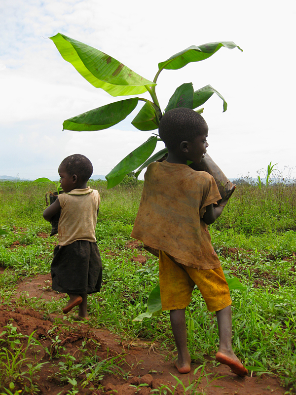 Two kids helping out; one valiantly carrying a heavy banana plant, while the other marches on. A touching moment captured in Burundi by Pascale Lepoint, a Bioversity scientist. 