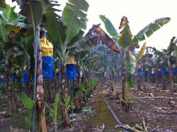 GCTCV-105 (left) growing alongside Pei Chiao (right) in a TR4-infested field. (Credit: TBRI)