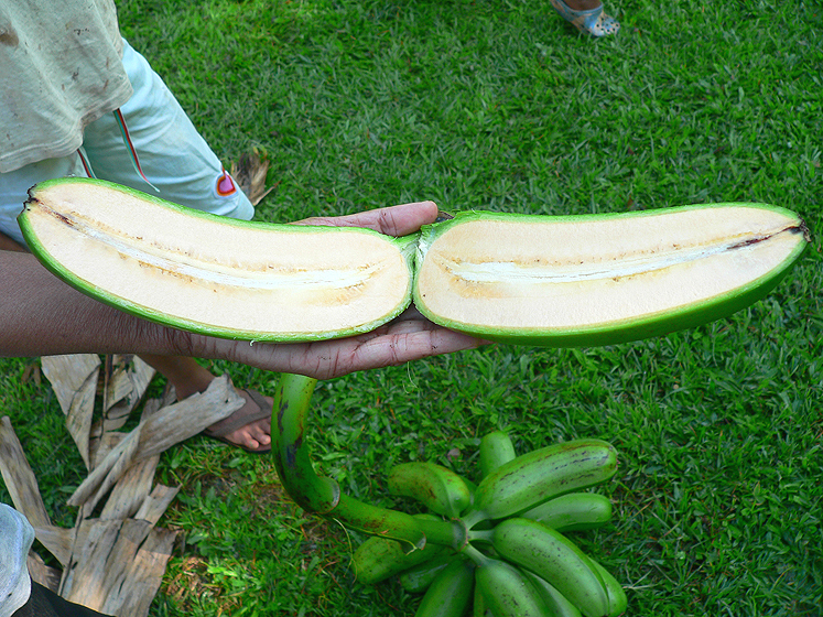 To make banana laplap, Ni-Vanuatu use cooking bananas that were domesticated in the Western Pacific and introduced east by Polynesian settlers. This particular bunch is a cultivar that belongs to a group of bananas named Maoli-Popoulu, after the Hawaiian name of these distinctive bananas.