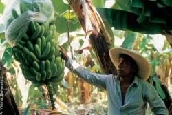 What will be the future direction of banana research?