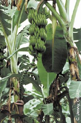 GrosMichel_image.jpg