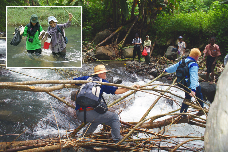 Since wild species of bananas are often found near water, looking for them may involve impromptu river crossings. On the island of Flores the group used a makeshift bridge to cross a creek during the second collecting mission (photo by Agus Sutanto). Inset: Fitriana (left) and Riska crossing a river in northern Sulawesi (photo by Jeff Daniells).