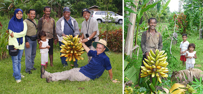 Although Fe’i bananas were domesticated in the western Pacific, the taxonomy experts were wondering whether any would be seen in the triangle. The collecting team did not see any during the first mission, but during the second one they collected Tongka Langit on Seram Island. (Photos by Jeff Daniells (right) and by Yusril (left).