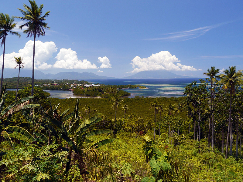 The first collecting mission started in Sulawesi, where the team explored the western coast of the Minahassa Peninsula in the northernmost part of the island. The Musa experts then sampled the islands of Ternate, Tidore and Halmahera in the Maluku Islands. Near Sofifi on the west coast of Halmahera, they took in the view of Tidore and Ternate. (Photo by Jeff Daniells)