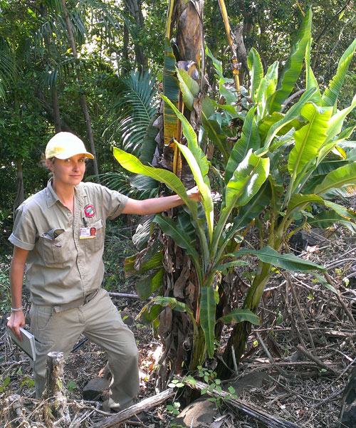 Samantha Stringer inspecting a backyard banana with advanced symptoms of bunchy top. Photo by David Peasley. Click on photo to enlarge.