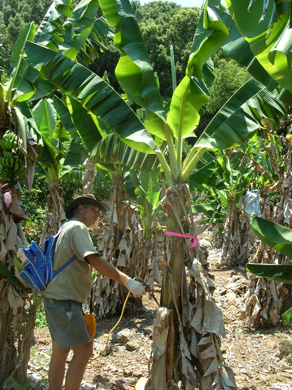 Inspector Grant East injecting into an infected plant a cocktail that is lethal to both the plant and aphids. Photo by David Peasley. Click on photo to enlarge.