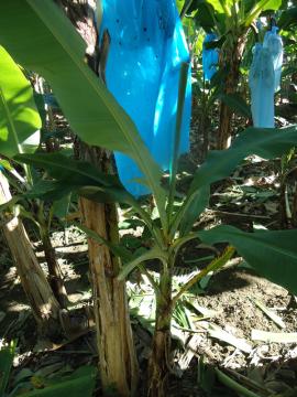 Para detectar la presencia de Sigatoka negra, debe examinar todas las plantas, incluyendo los retoños, y deshojar si encuentra síntomas.