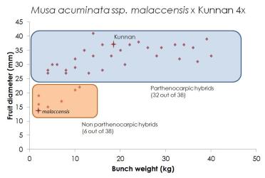 Bunch weight of hybrids produced from a cross between a doubled diploid and a wild relative of banana.