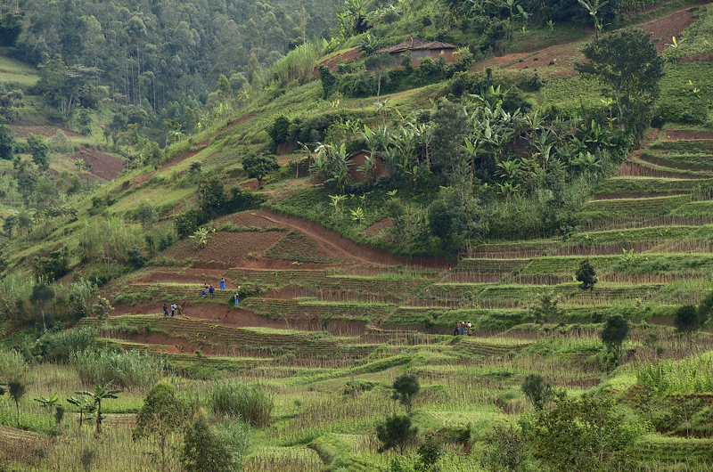 In hilly and densely populated Rwanda, terraces dot the landscape, especially near Lake Kivu. The banana plant’s large leaves and extensive root system help protect the soil against erosion.