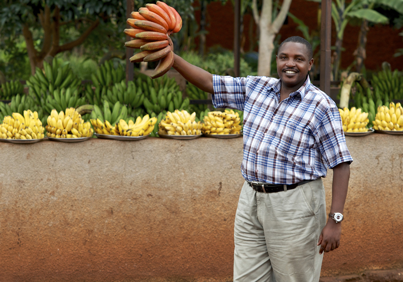 CIALCA's Thierry Mugiraneza is holding up a hand of the cultivar ‘Red banana’. In Rwanda the Swahili word for this sweet banana is ‘Gisukari’. The yellow banana behind him is ‘Kamaramasenge’, which belongs to the same group as the ‘Sukari Ndiizi’ in Uganda. The green bunches are East African highland bananas. 