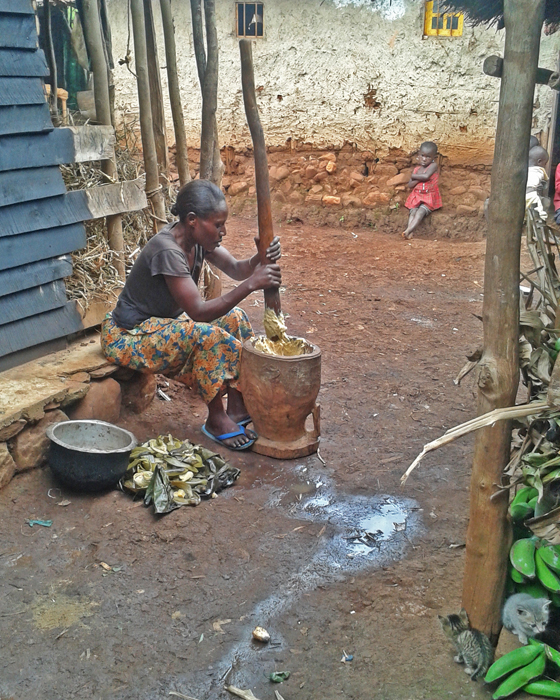 Malnutrition is a serious problem in the region. Most households have very little to eat, and what is available is often not diversified enough to meet nutrient needs. In the photo, a Congolese woman is pounding boiled bananas, to which she will add boiling water and cassava flour. The ingredients are stirred into a paste called Ugali. The dish is often accompanied by a relish made from cassava leaves. (Photo by B. Ekesa, Bioversity International)