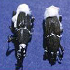 Picudos parasitados por un hongo entomófago (foto: N. Fegeant, UGPBAN).