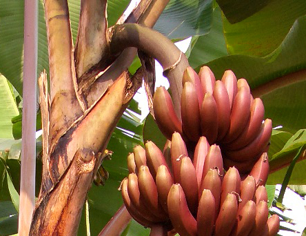 Peduncle.jpg