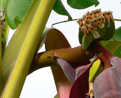 Peduncle.jpg
