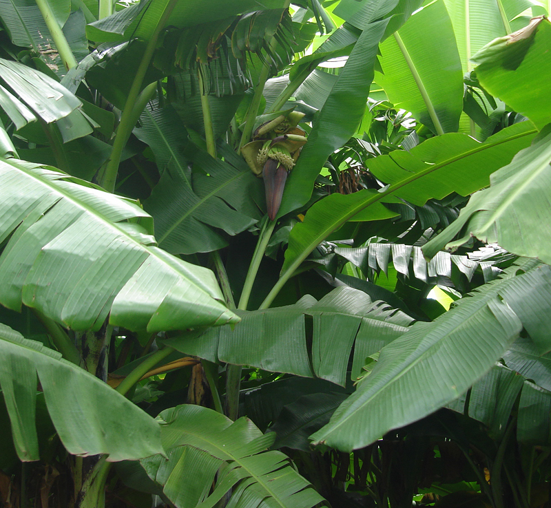 Farmers in Katana will soon have to remove the male bud of the flowering plants.