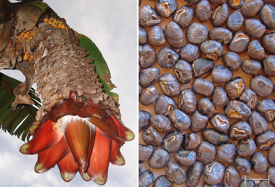 The short and thick banana-like fruits are not eaten as they are full of seeds. At any rate, cultivated enset plants rarely reach this stage as they are harvested shortly before flowering and propagated vegetatively. Harvest is a laborious process that involves prying the entire plant out of the ground. (Photos by Guy Blomme)