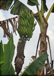 French Plantain (J. Adheka)