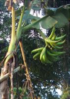 Horn Plantain (J. Adheka)