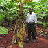 The Cavendish bananas that developed Fusarium wilt following infection with a race 1 strain were grown under good conditions.
