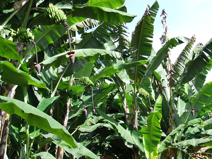 The ideal ‘Virupakshi’ bunch has 5 to 7 hands and 12 fingers per hand. When grown as a monoculture, the first crop will yield about 1,000 bunches per hectare and the second one 1,900. (Photo credit: Tamil Nadu Growers’ Federation)