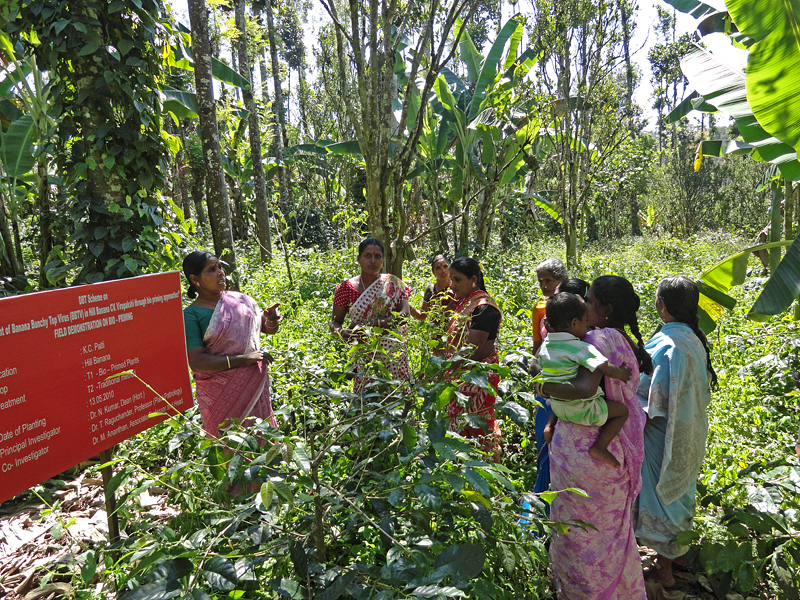 Scientists have been showing farmers how to manage bunchy top by removing infected mats and replanting with disease free tissue-culture plantlets provided by the National Research Centre for Banana, Tamil Nadu Agricultural University and private labs. (Photo credit: S. Elayabalan)