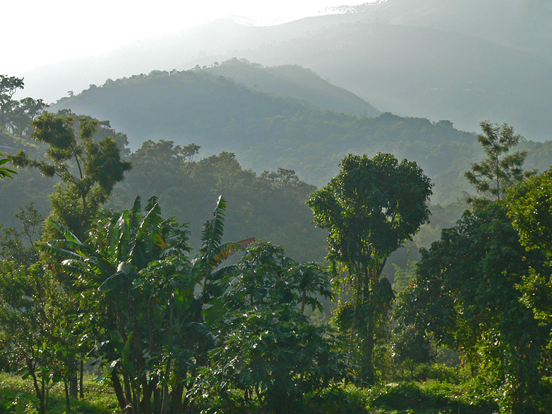 Hill Bananas are usually grown between 600 and 1,500 m. They need between 1,250 and 1,500 mm of rain distributed over the year and take about 18 months to reach harvest. (Photo credit: Anne Vézina)