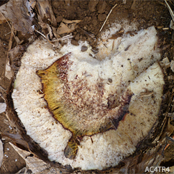 Fusarium Infected Rhizome