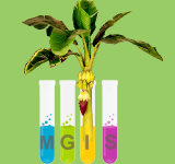 MGIS Logo