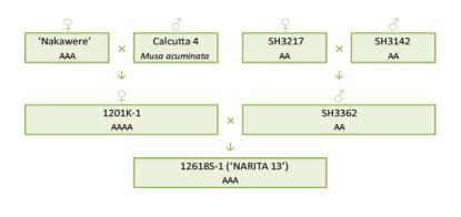 Narita 13 breeding scheme