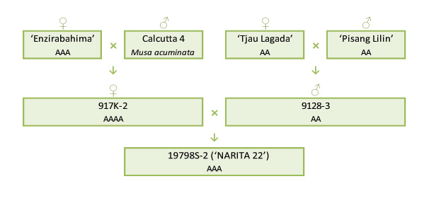 Narita 22 breeding scheme