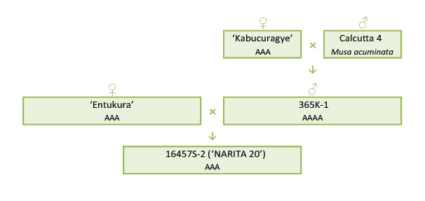 Narita 20 breeding scheme