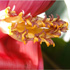 Ornamental thumbnail