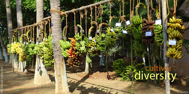 Diversity+of+banana+cultivars+portal