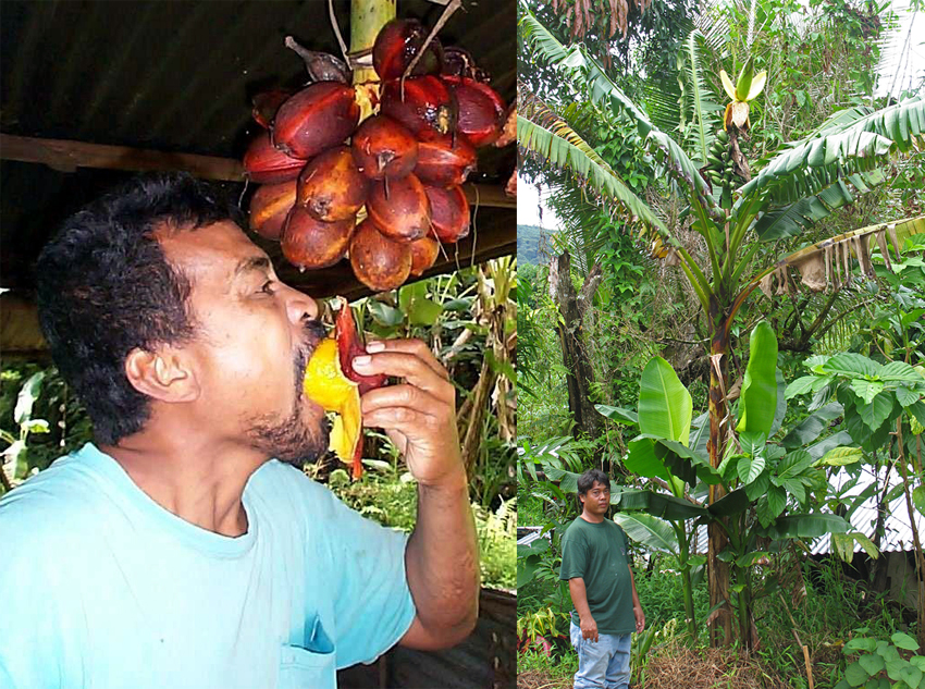 Karat bananas belong to a group of bananas called Fe’i (or Fehi). Domesticated in the Pacific region and introduced early in Pohnpei, Fe’i bananas are easily recognized by their erect bunch. (Photos by L. Englberger (left) and J. Daniells)