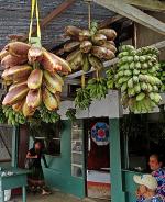 Karat bananas in a Pohnpei market.