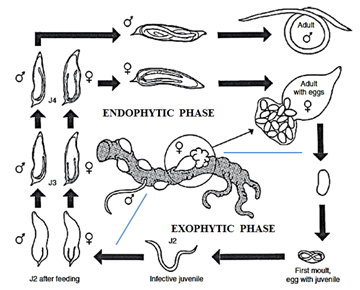 Life cycle of root-knot nematodes