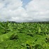 soil health icon