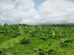 Banana associated with Arachis pintoi in Guadeloupe, photo by M. Dita, EMBRAPA