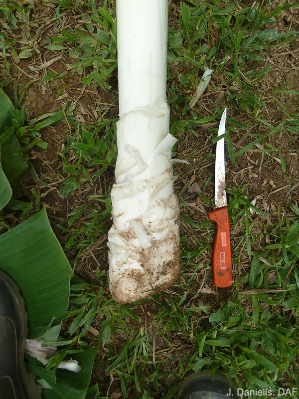 Insertion point of leaf 7