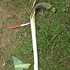 True Peduncle 70px