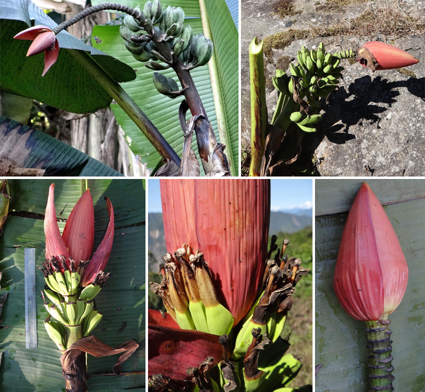 Musa kamengensis was named after Kameng, the locality where it was first observed. The fact that it grows at altitudes as high as 1,500 m suggests that it might be tolerant to cold.