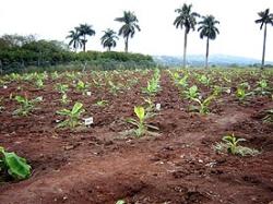 Field-testing of genetically modified (GM) bananas, in Uganda