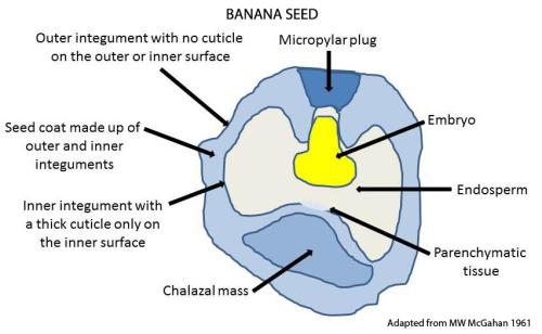 BananaSeedDiagram