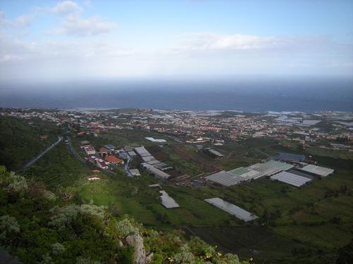 About half of the bananas are produced on the Island of Tenerife, where is located the ICIA Tropical Fruit Station.