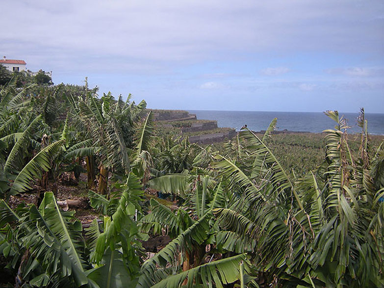 Bananas grown in the open air are exposed to wind damage.
